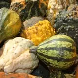 Twin Pond Farm Garden Center Halloween Family Fun photo