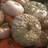 Twin Pond Farm Garden Center Halloween Family Fun photo