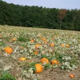 Post Family Farm photo