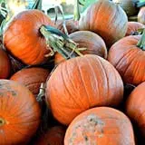 Happy Day Farms Pumpkin Patch photo