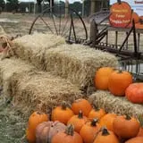 Happy Day Farms Pumpkin Patch photo
