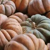 Happy Day Farms Pumpkin Patch photo