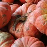 Happy Day Farms Pumpkin Patch photo