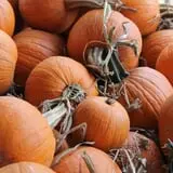 Happy Day Farms Pumpkin Patch photo