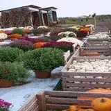 Lendt's Pumpkin Patch photo