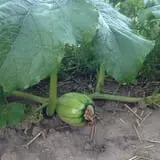Lendt's Pumpkin Patch photo