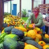 Lendt's Pumpkin Patch photo