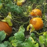 Lendt's Pumpkin Patch photo