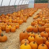 Lendt's Pumpkin Patch photo