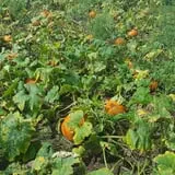 Lendt's Pumpkin Patch photo