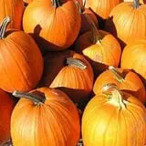 Lendt's Pumpkin Patch photo