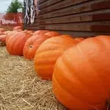 Lendt's Pumpkin Patch photo