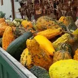 Lendt's Pumpkin Patch photo