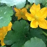 Lendt's Pumpkin Patch photo