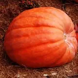 Lendt's Pumpkin Patch photo