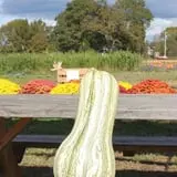 Wise Acres photo