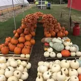 Wise Acres photo