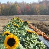 Wise Acres photo
