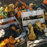 Wise Acres photo