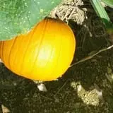 Wise Acres photo