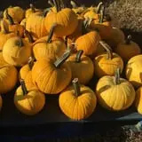 Wise Acres photo