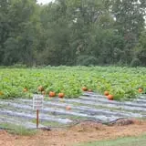 Wise Acres photo