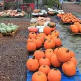 Wise Acres photo