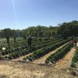 Wise Acres photo