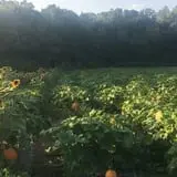 Wise Acres photo