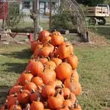 Wise Acres photo