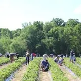 Wise Acres photo