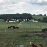 Hershberger's Farm and Bakery photo