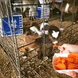 Hershberger's Farm and Bakery photo
