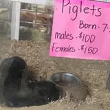 Hershberger's Farm and Bakery photo