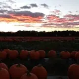Hall Family Farm photo
