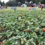 Hall Family Farm photo
