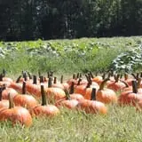 Hall Family Farm photo