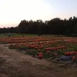 Hall Family Farm photo
