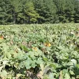Hall Family Farm photo