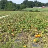 Hall Family Farm photo