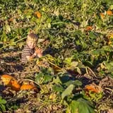 Mesilla Valley Maze photo