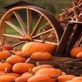 Mesilla Valley Maze photo
