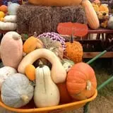 Mesilla Valley Maze photo