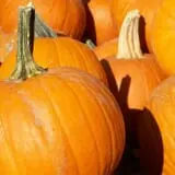 Mesilla Valley Maze photo