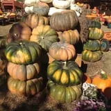 Mesilla Valley Maze photo