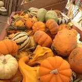 Mesilla Valley Maze photo