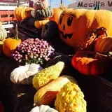 Mesilla Valley Maze photo