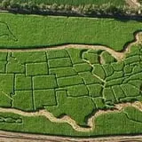 Mesilla Valley Maze photo