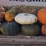 Mesilla Valley Maze photo