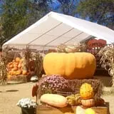 Mesilla Valley Maze photo